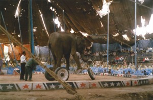 elephant on tricycle