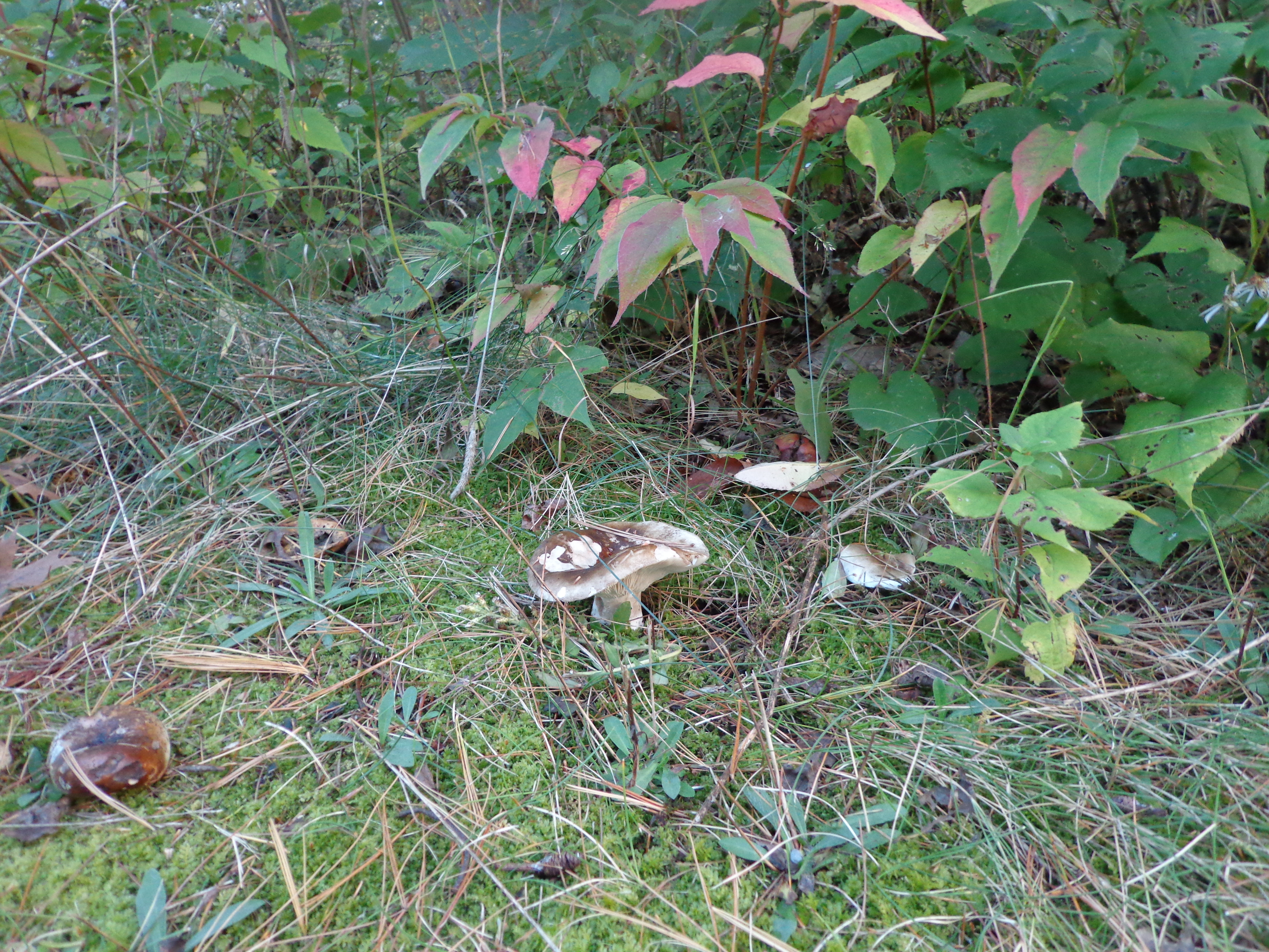 a stout sturdy mushroom