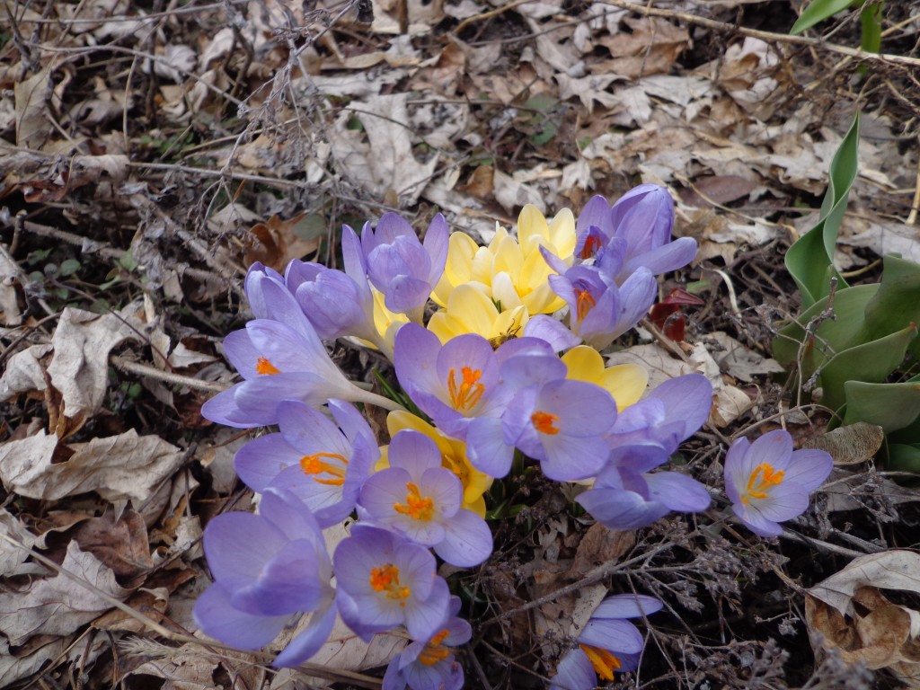 crocus- the most courageous of flowers