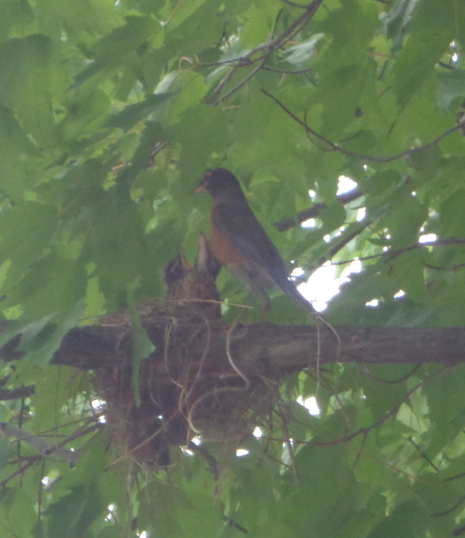 The evening before they flew the nest.
