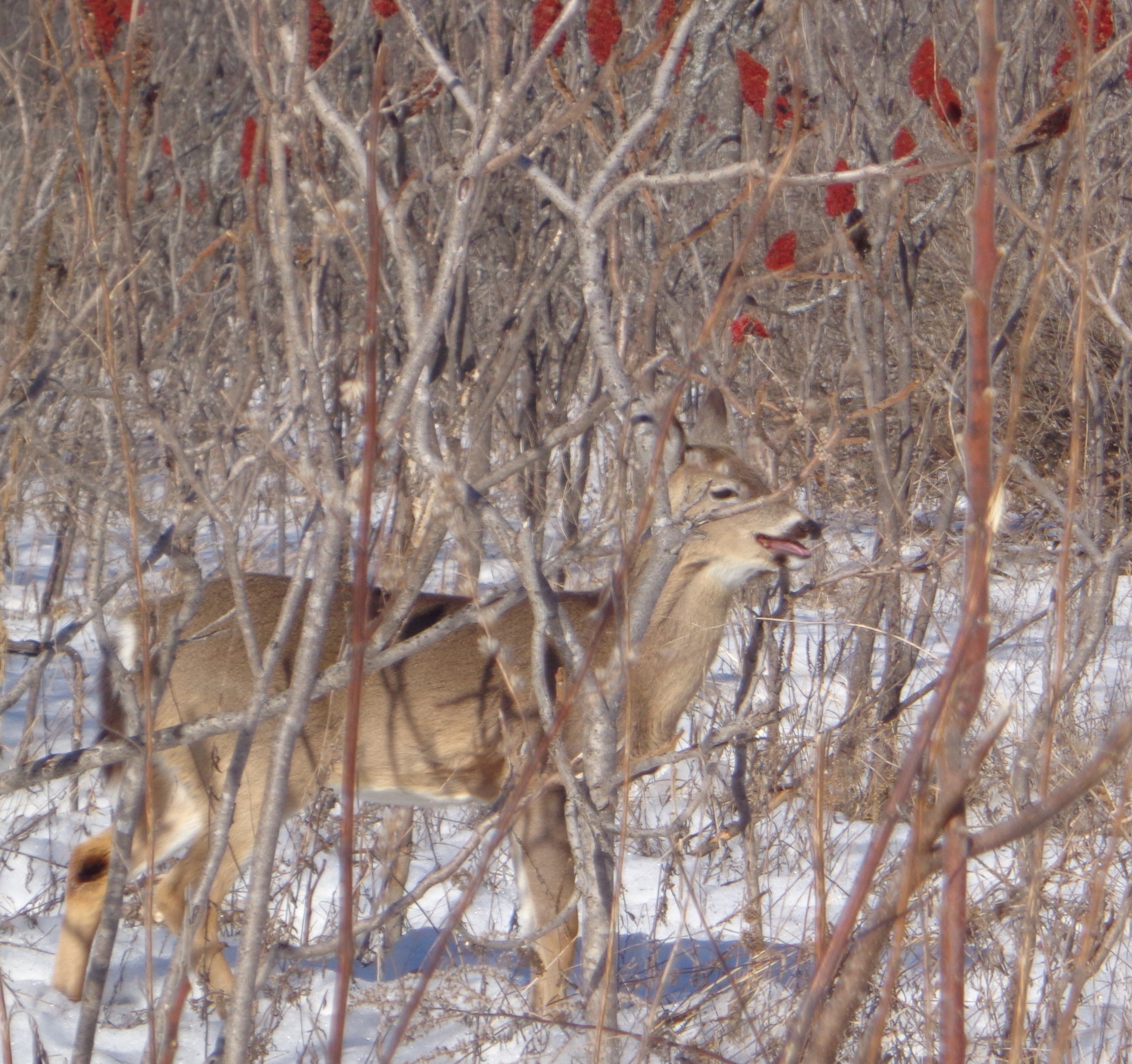 Deer at Mud Lake eating Sumac